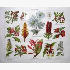 Antique Print Plant Diagram 1905 Prints