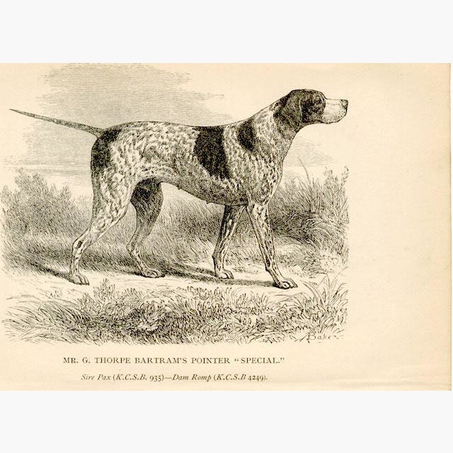 Pointer “Special” c.1880 Prints KittyPrint 1800s Dogs