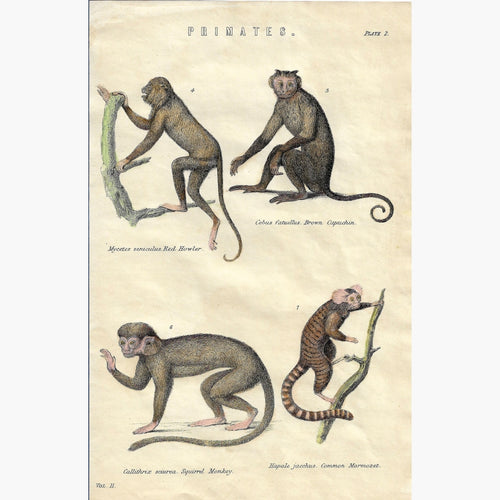 Antique Print Primates 1881 Prints