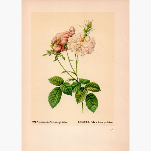 Rosa Damascena Celsiana Prolifera,1855 Prints