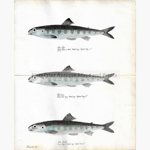 Antique Print Salmon 1838. Prints