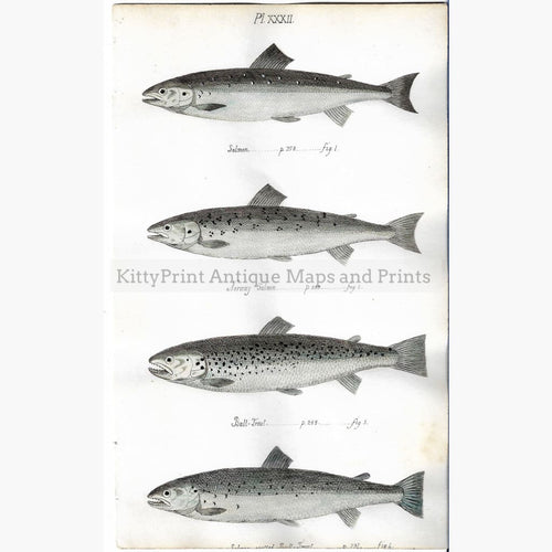 Antique Print Salmon Bull Trout 1838 Prints