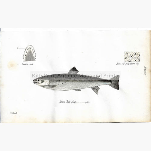 Antique Print Salmon-Bull-Trout,1838 Prints