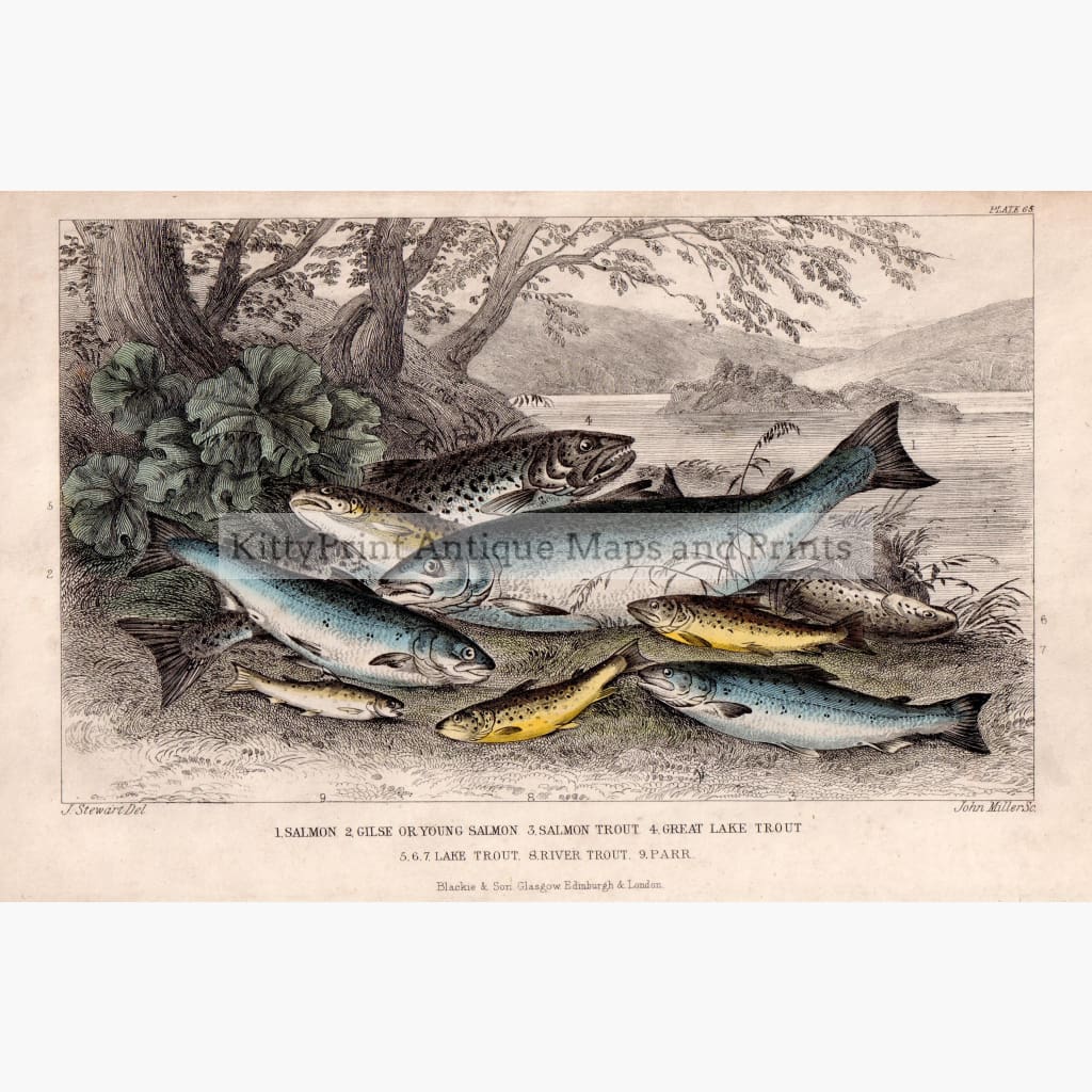 Antique Print Salmon Gilse Trout C.1850 Prints