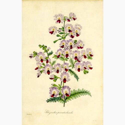 Schizanthus pinnatus humilis c.1838 Prints KittyPrint 1800s Botanical (Plants)
