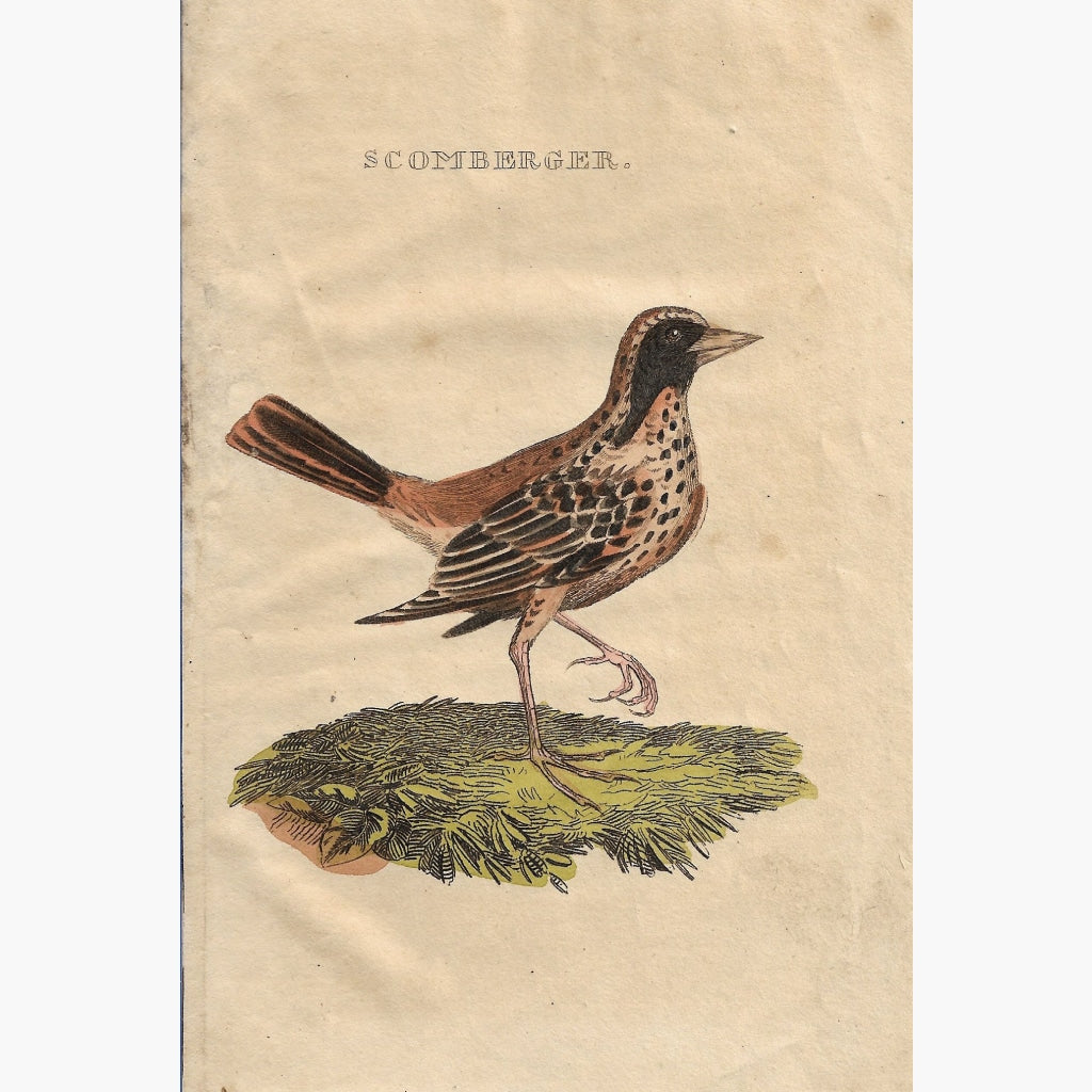 Antique Print Scomberger 1815 Prints