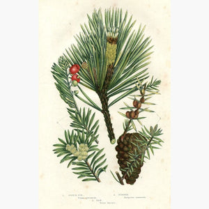 Scotch Fir Juniper Yew 1860 Prints KittyPrint 1800s Botanical (Plants)
