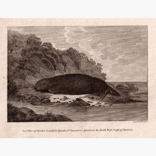 Sea Otter Of Nootka Sound 1801 Prints