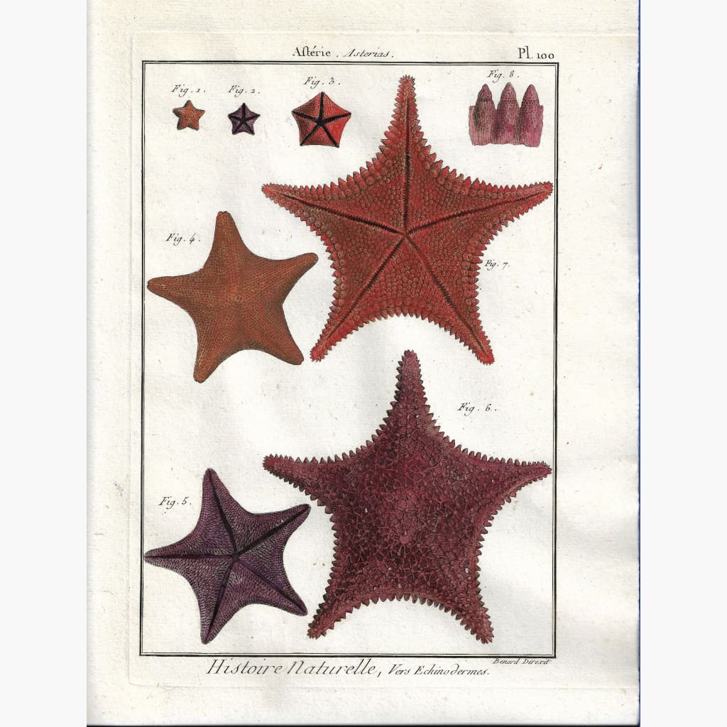 Antique Print Sea Star Asterias. pl. 100 c.1790 Prints