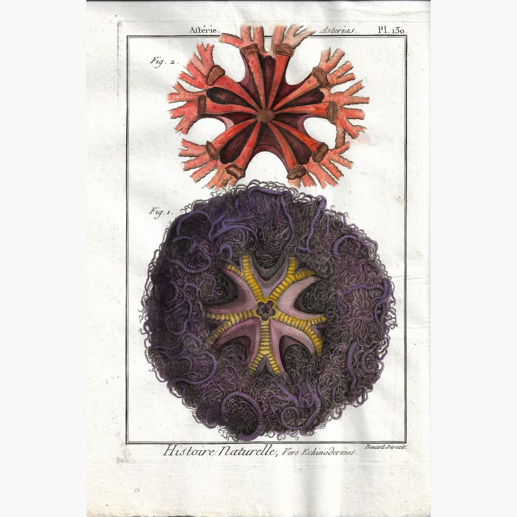 Antique Print Sea Star Asterias. pl. 130 c.1790 Prints