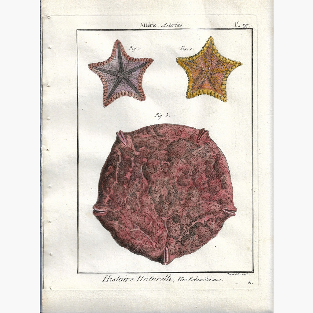 Antique Print Sea Star pl. 97 Asterias.1790 Prints