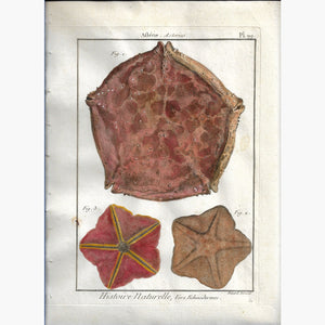 Antique Print Sea Star pl. 99 Asterias. 1790 Prints