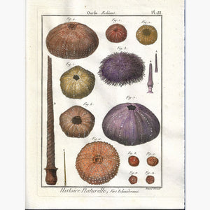Antique Print Sea Urchin Oursin Echinus. Pl. 13 3 c.1790 Prints