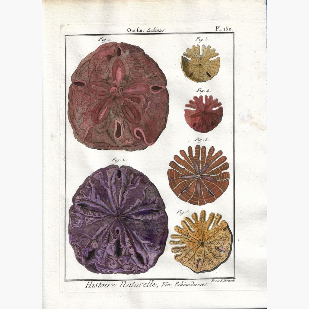 Antique Print Sea Urchin Oursin Echinus. Pl. 150 c.1790 Prints