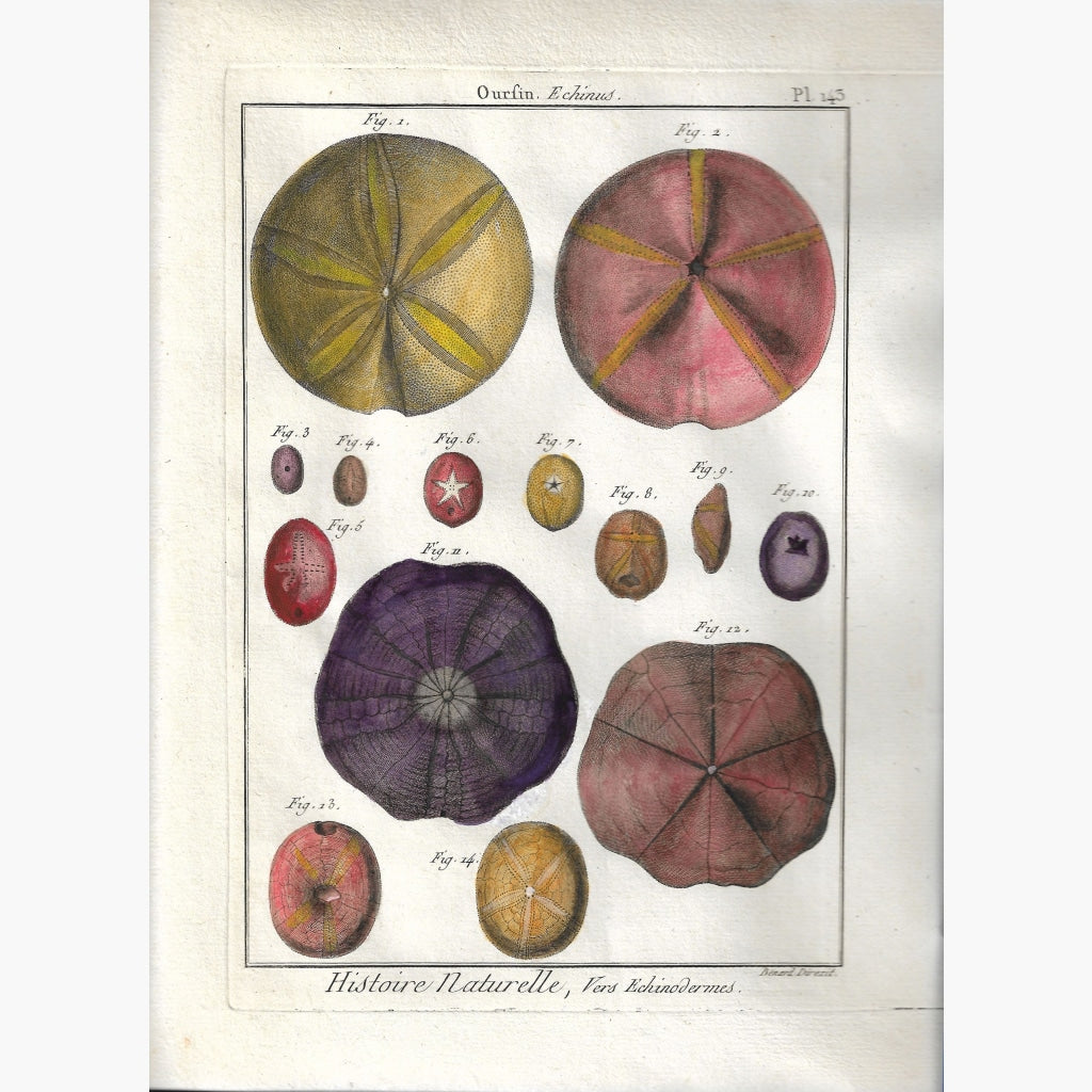 Antique Print Sea Urchin Oursin Plate 143 Echinus 1790 Prints