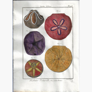 Antique Print Sea Urchin Oursin Plate 146 Echinus 1790 Prints