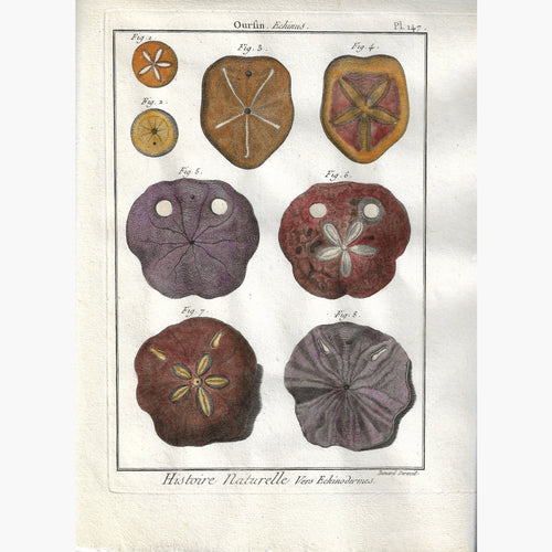 Antique Print Sea Urchin Oursin Plate 147 Echinus 1790 Prints