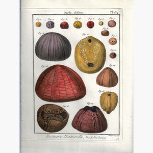 Antique Print Sea Urchin Oursin Plate 154 Echinus 1790 Prints