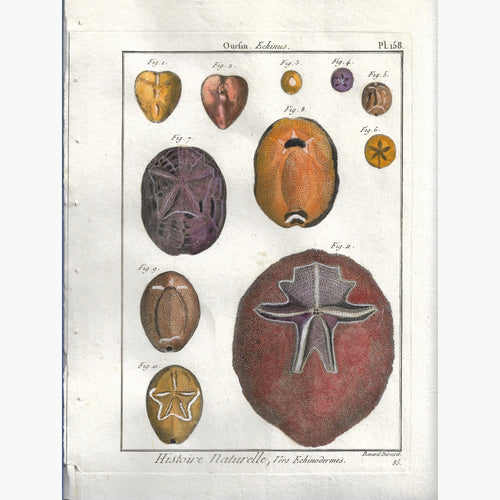 Antique Print Sea Urchin Oursin Plate 158 Echinus 1790 Prints