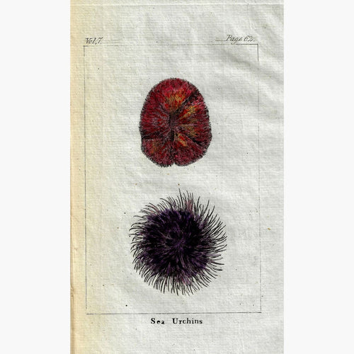 Antique Print Sea Urchins 1790 Prints