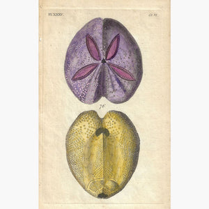 Antique Print Sea Urchins PL.xxxv 1777 Prints