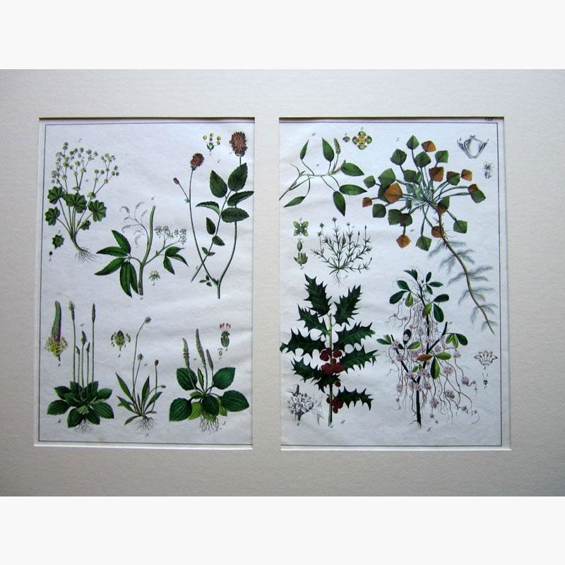 Set of 4: Linnaeus System Prints KittyPrint 1800s Botanical (Plants)