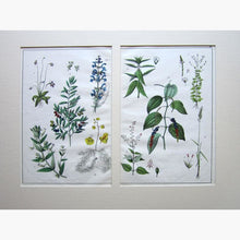 Set of 4: Linnaeus System Prints KittyPrint 1800s Botanical (Plants)