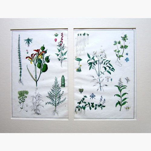 Set of 4: Linnaeus System Prints KittyPrint 1800s Botanical (Plants)