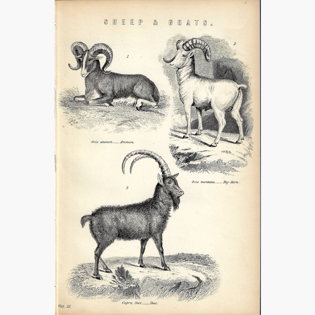 Antique Print Sheep and Goats 1881