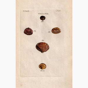 Shell of Tellina 1777 Prints KittyPrint 1700s Corals & Molluscs