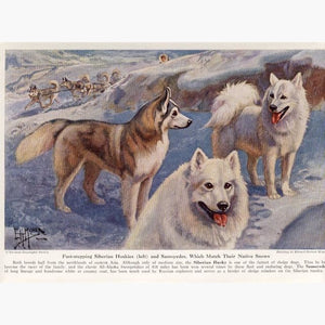 Siberian Huskies and Samoyedes 1920 Prints KittyPrint 1900s Dogs