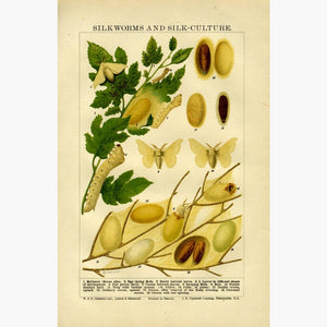 Silkworms and Silk-Culture c.1880 Prints KittyPrint 1800s Insects & Reptiles