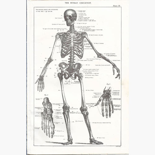 Antique Print Skeleton c.1840 Prints