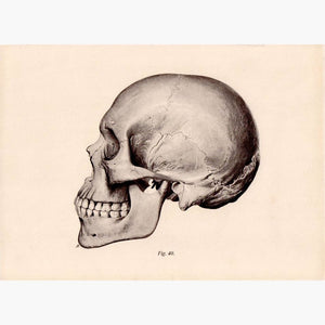 Scull  1907 Prints KittyPrint 1900s Anatomy & Medical