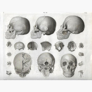 Antique Print Skull Bones 1857 Prints