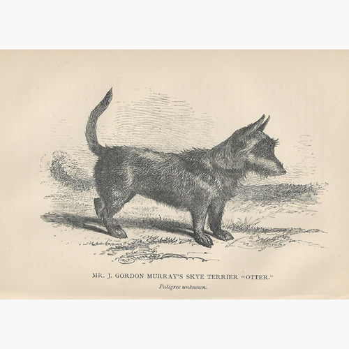 Antique Print Skye Terrier 1887 Prints