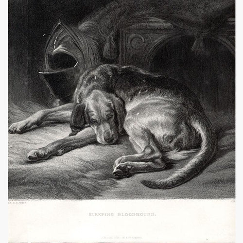 Sleeping Bloodhound c.1860 Prints KittyPrint 1800s Dogs