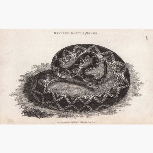 Striped Rattle-Snake 1802 Prints