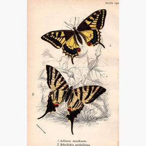 Swallow Tail butterflies 1896 Prints KittyPrint 1800s Insects & Reptiles