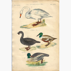 Antique print Swan Duck c.1860 Prints
