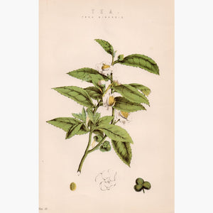 Tea Thea Sinensis 1881 Prints