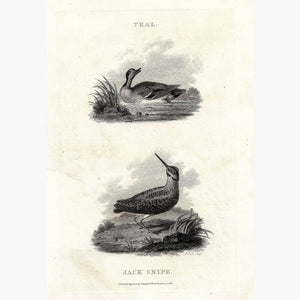 Antique Print Teal Jack Snipe 1802 Prints
