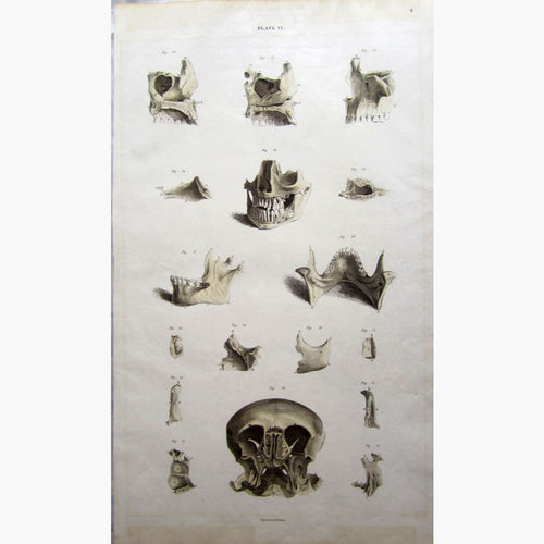 Antique Print Teeth and Jaw Bones,1822 Prints