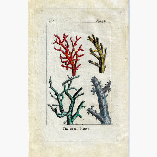 Antique Print The Coral Plants,1790 Prints