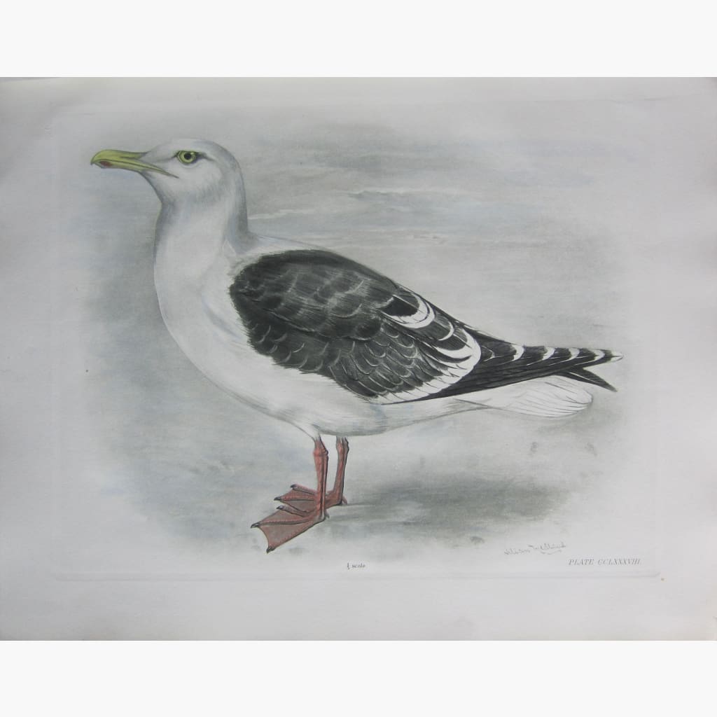 Antique Print,The Great Black-Backed Gull 1909 Prints