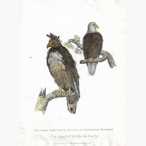 Antique print The Great Harpy Eagle and Sea-Eagle 1830 Prints