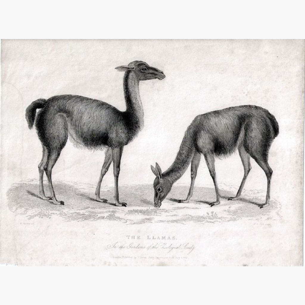 The Llamas 1829 Prints KittyPrint 1800s Monkeys & Primates