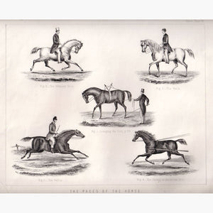 The Paces Of The Horse 1970 Prints