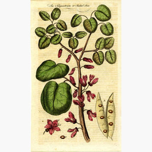 The Siliquastrum or Judas Tree 1712 Prints KittyPrint 1700s Botanical (Plants)