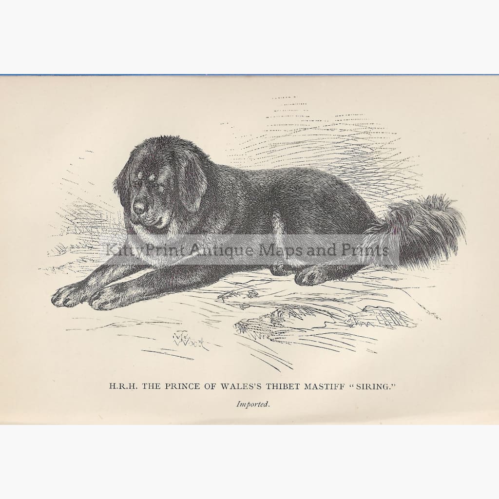 Antique Print Thibet Mastiff,1887 Prints